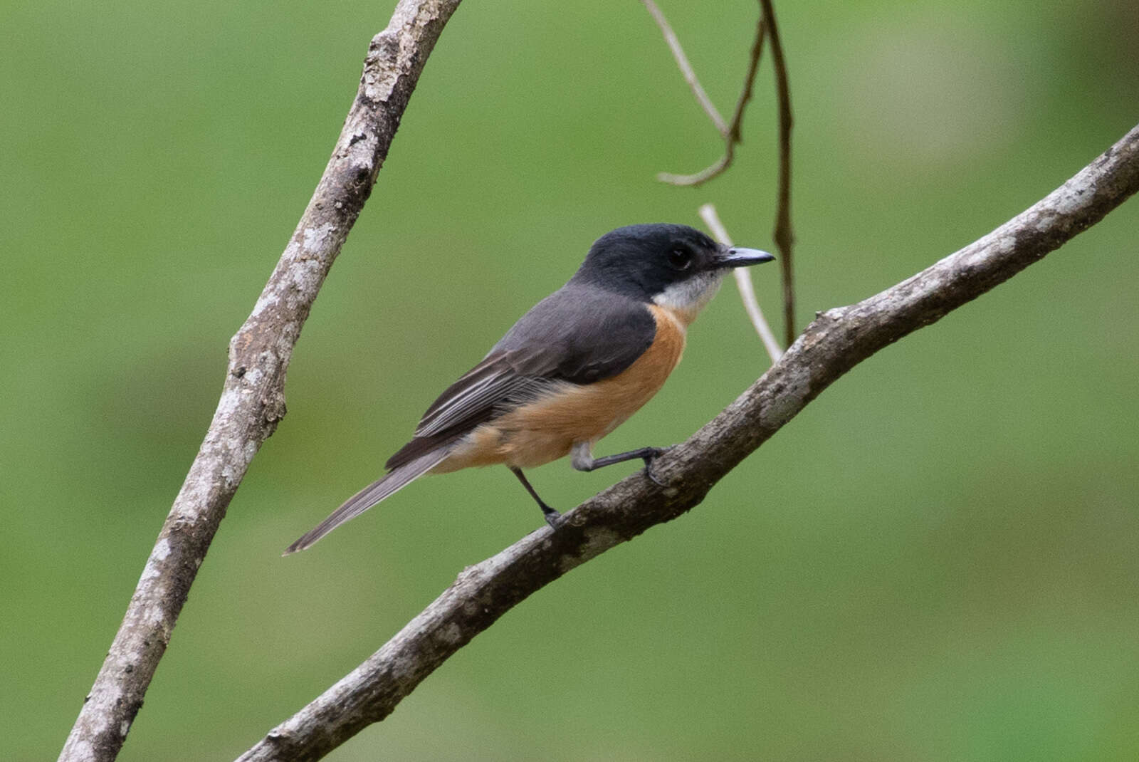 Image of Vanikoro Flycatcher