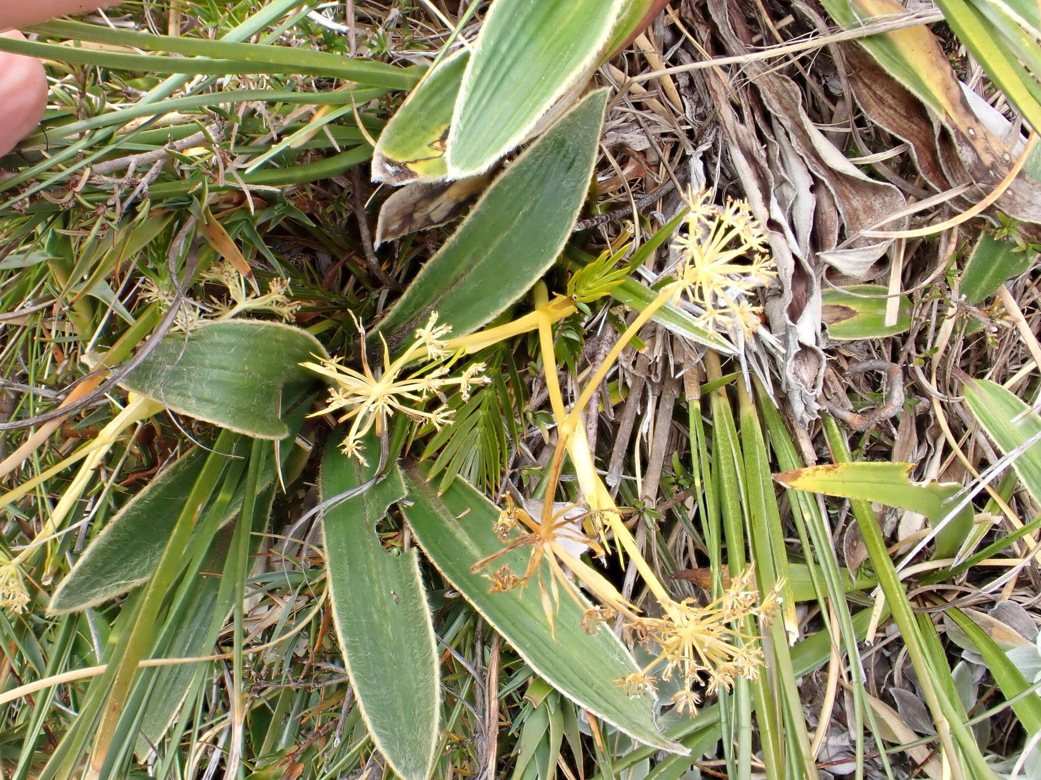 Image of Aciphylla similis Cheeseman