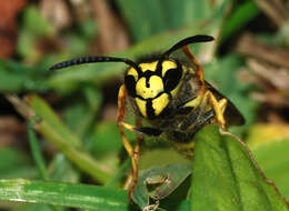 Image of German Wasp