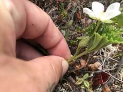 Rubus chamaemorus L. resmi