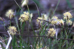 Image of Carex pediformis C. A. Mey.