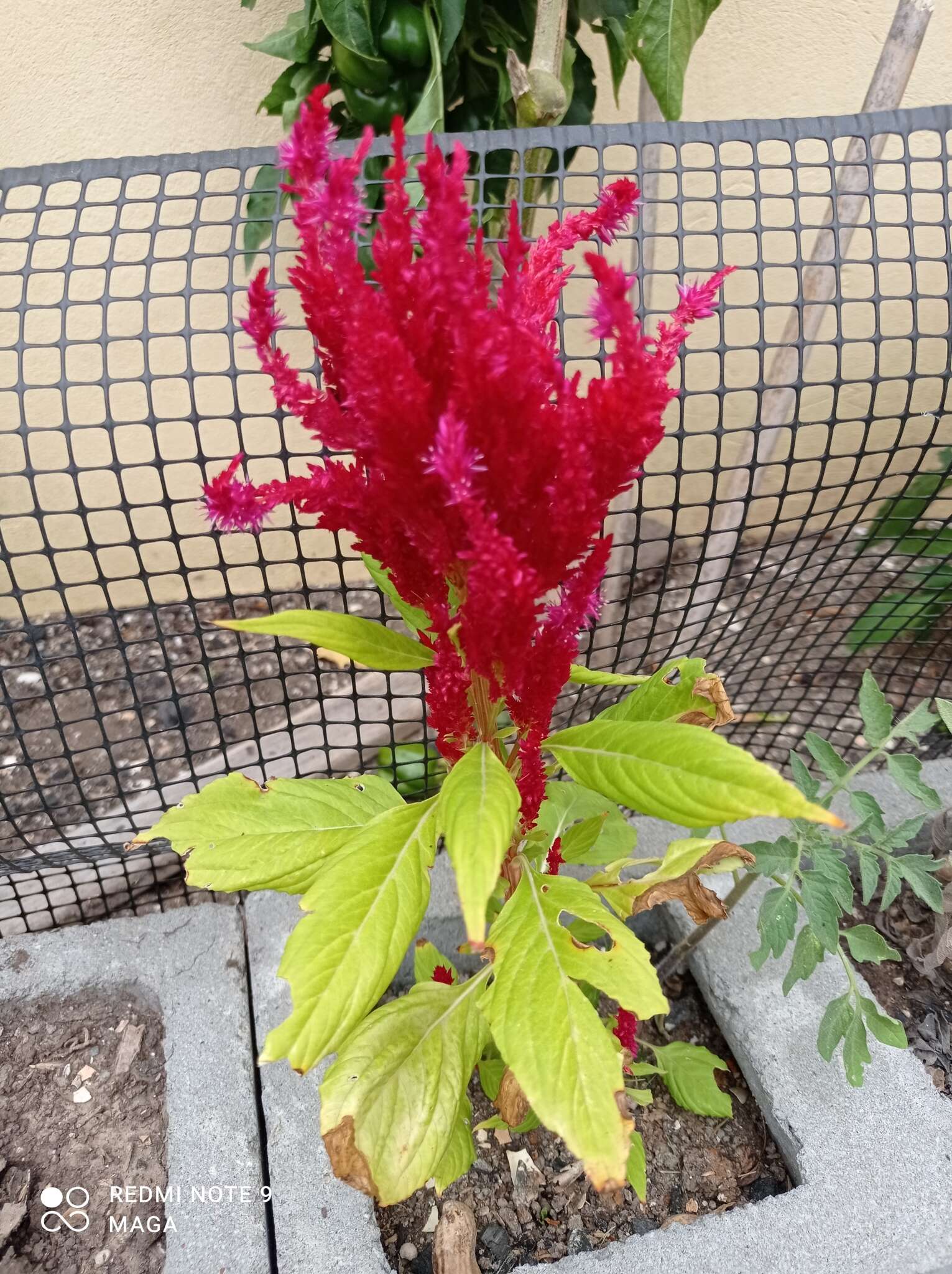 Imagem de <i>Celosia argentea</i> var. <i>plumosa</i>