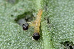 Ostrinia palustralis Hübner 1796 resmi