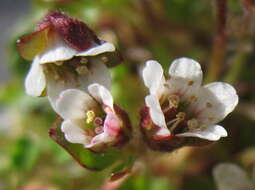 Image of weak saxifrage