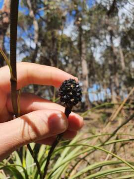 Image of Dasypogon hookeri J. Drumm.