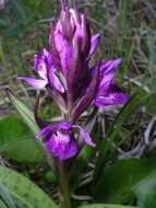 Dactylorhiza traunsteineri subsp. traunsteineri的圖片