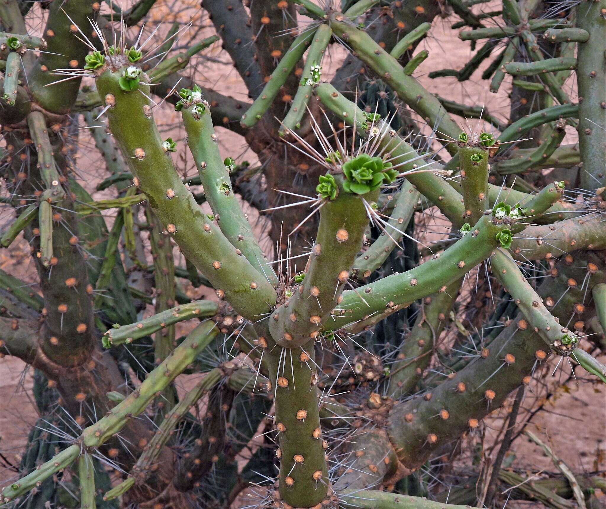 Image of Quiabentia verticillata (Vaupel) Borg