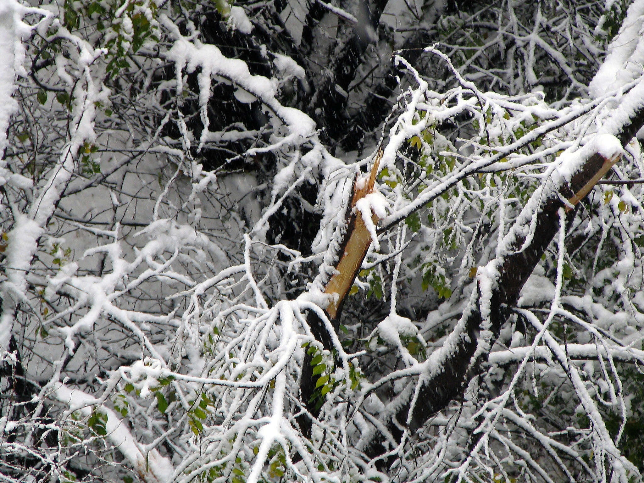 Image of Siberian Elm