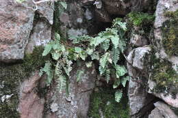 Слика од Polypodium saximontanum Windham