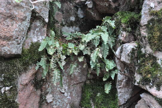 Sivun Polypodium saximontanum Windham kuva