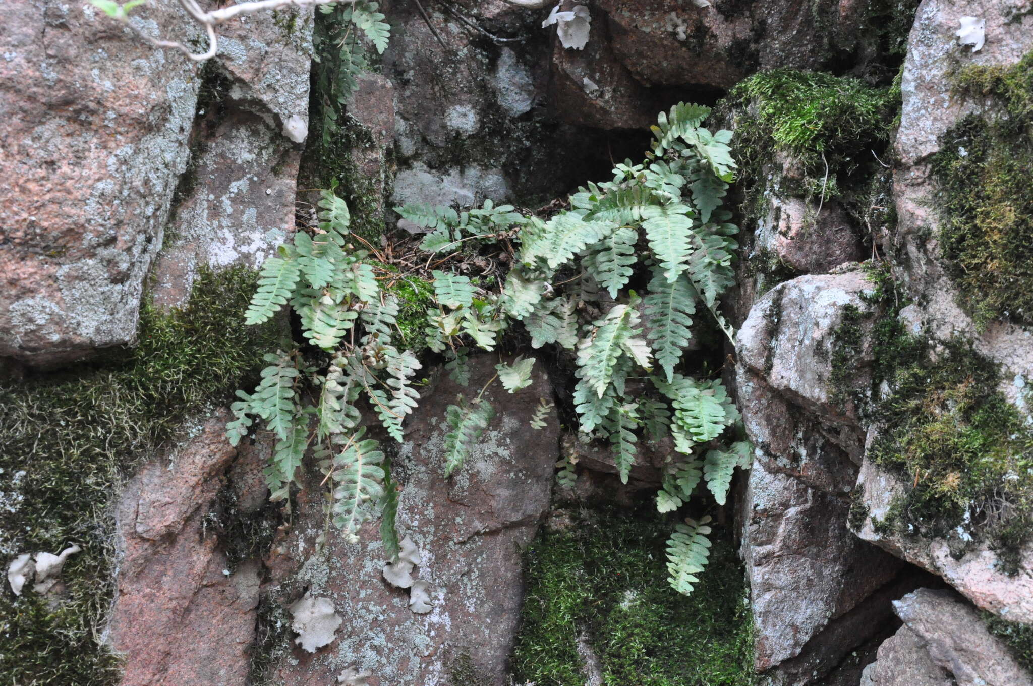 Image of Rocky Mountain polypody