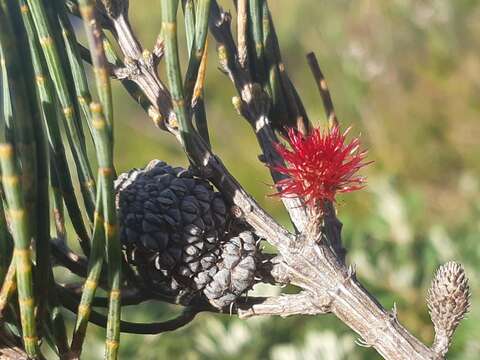 Image of Allocasuarina monilifera (L. A. S. Johnson) L. A. S. Johnson