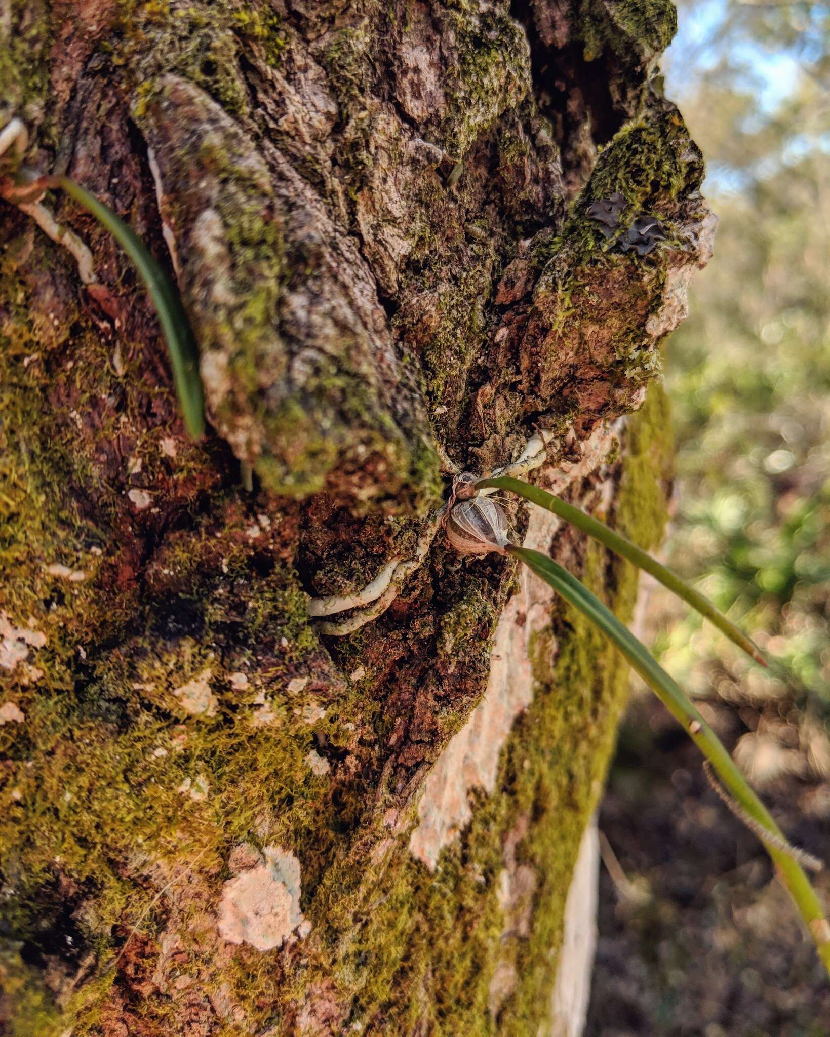 Image of Tampa butterfly orchid