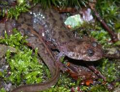 Image of Seal Salamander