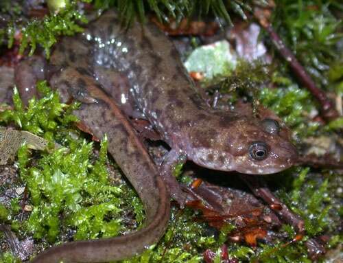 Image of Seal Salamander