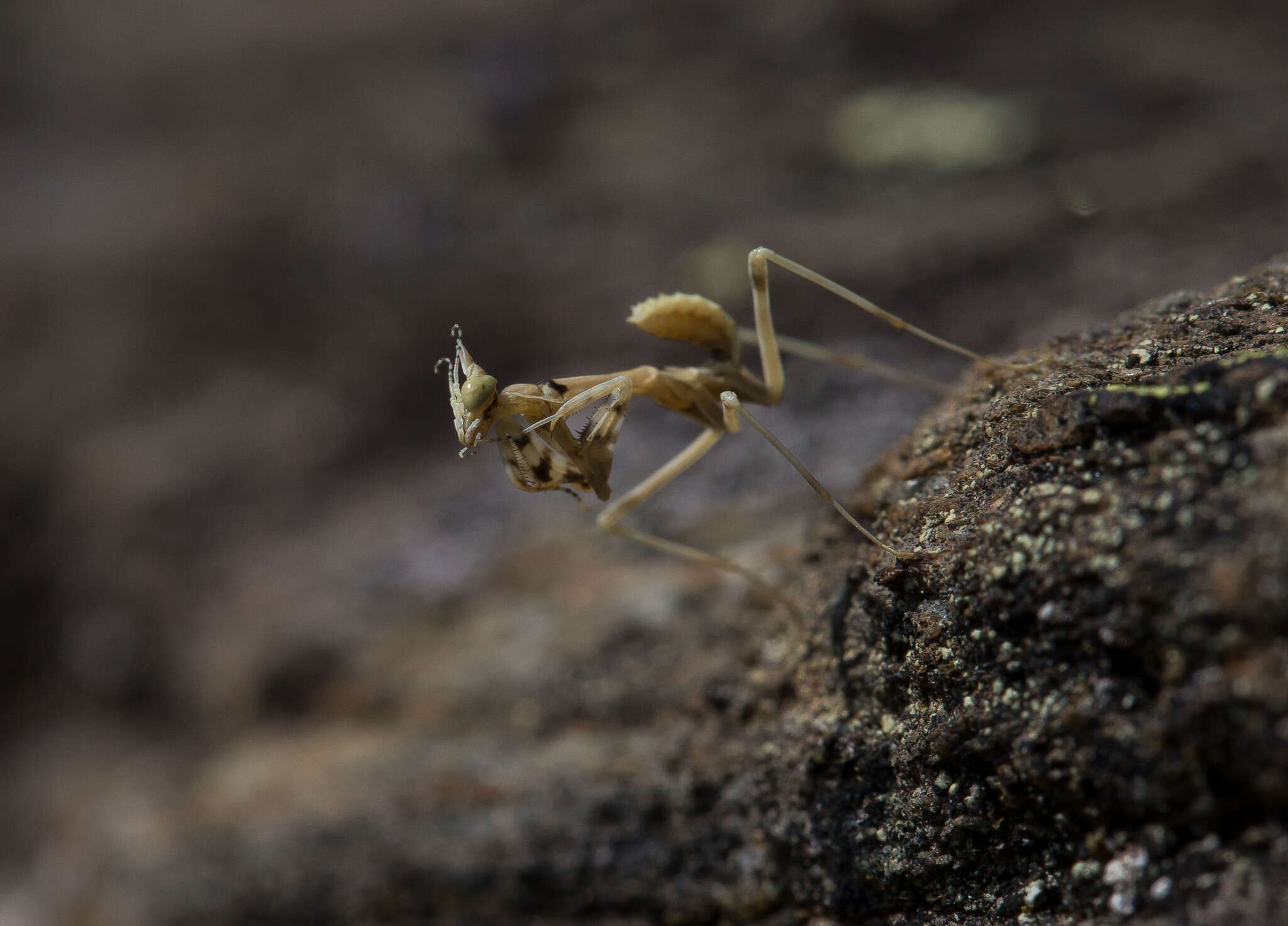 Plancia ëd Empusa