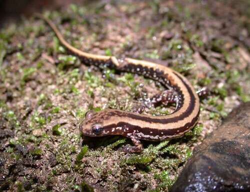 Image of Three-lined Salamander