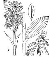 Platanthera lacera (Michx.) G. Don resmi