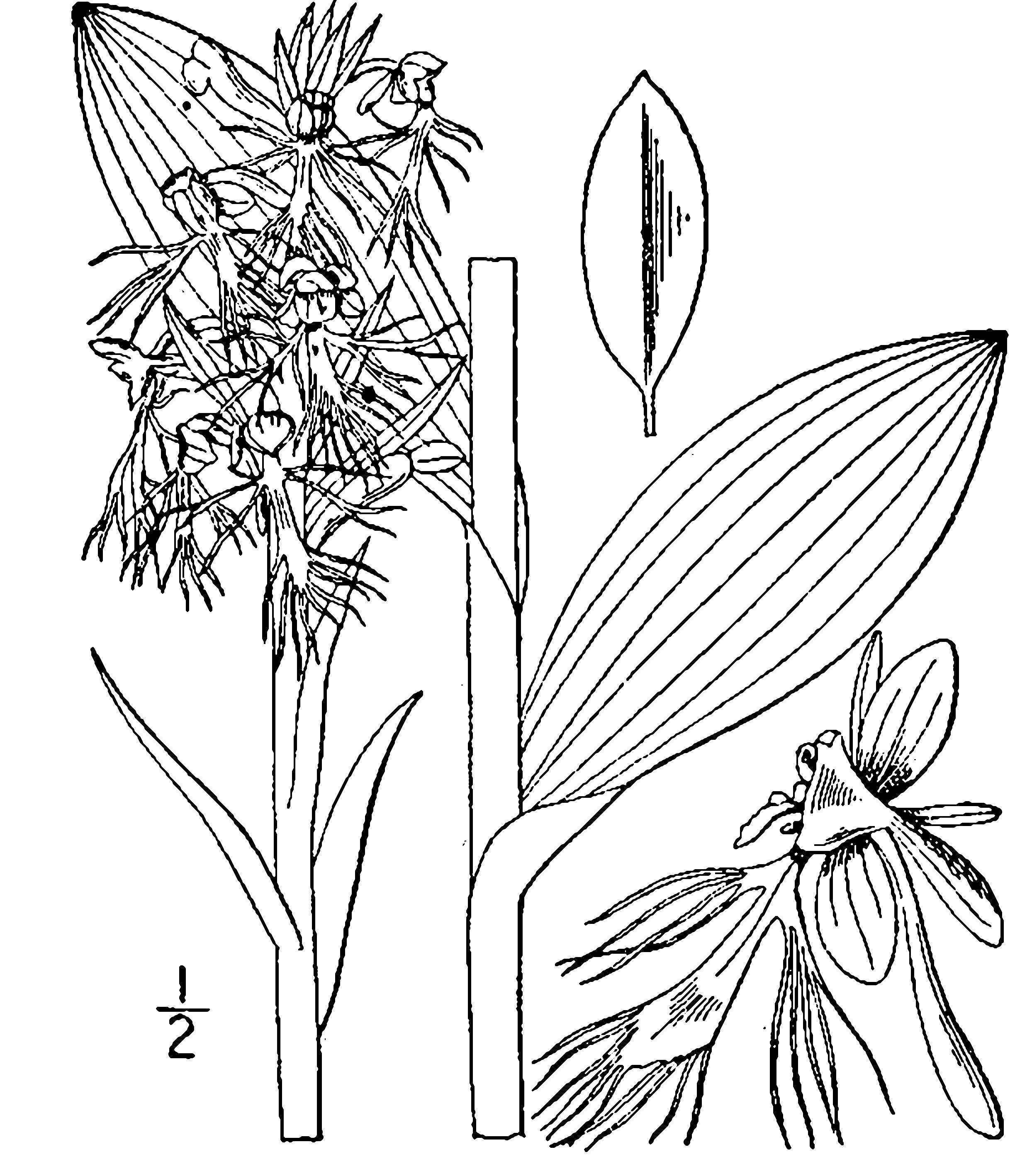 Platanthera lacera (Michx.) G. Don resmi