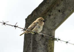 Image of White-throated Seedeater