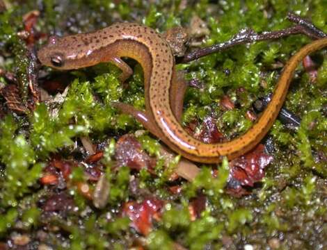 Image of Northern Two-lined Salamander