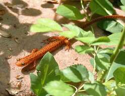 Image of Longtail Salamander