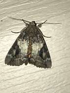 Image of Little Nymph Underwing