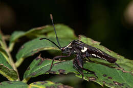 Image de Acanthocerus crucifer Palisot de Beauvois 1818