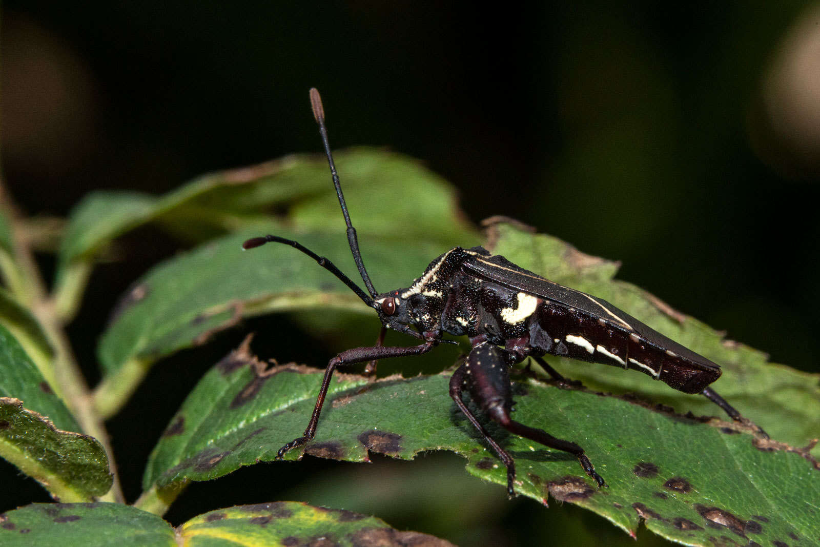 صورة Acanthocerus crucifer Palisot de Beauvois 1818