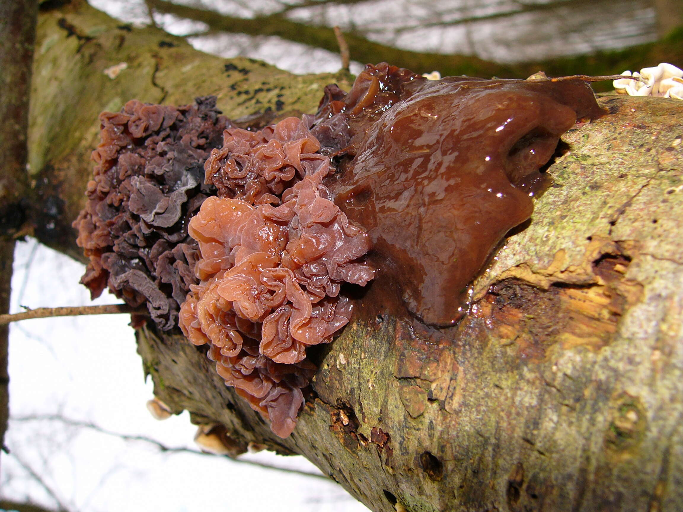 Image of Tremella foliacea