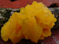 Image of Witches butter