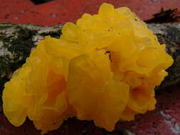 Image of Witches butter