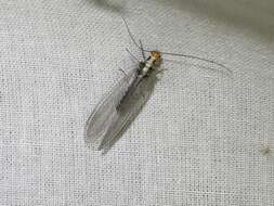 Image of scarce orange-headed lacewing