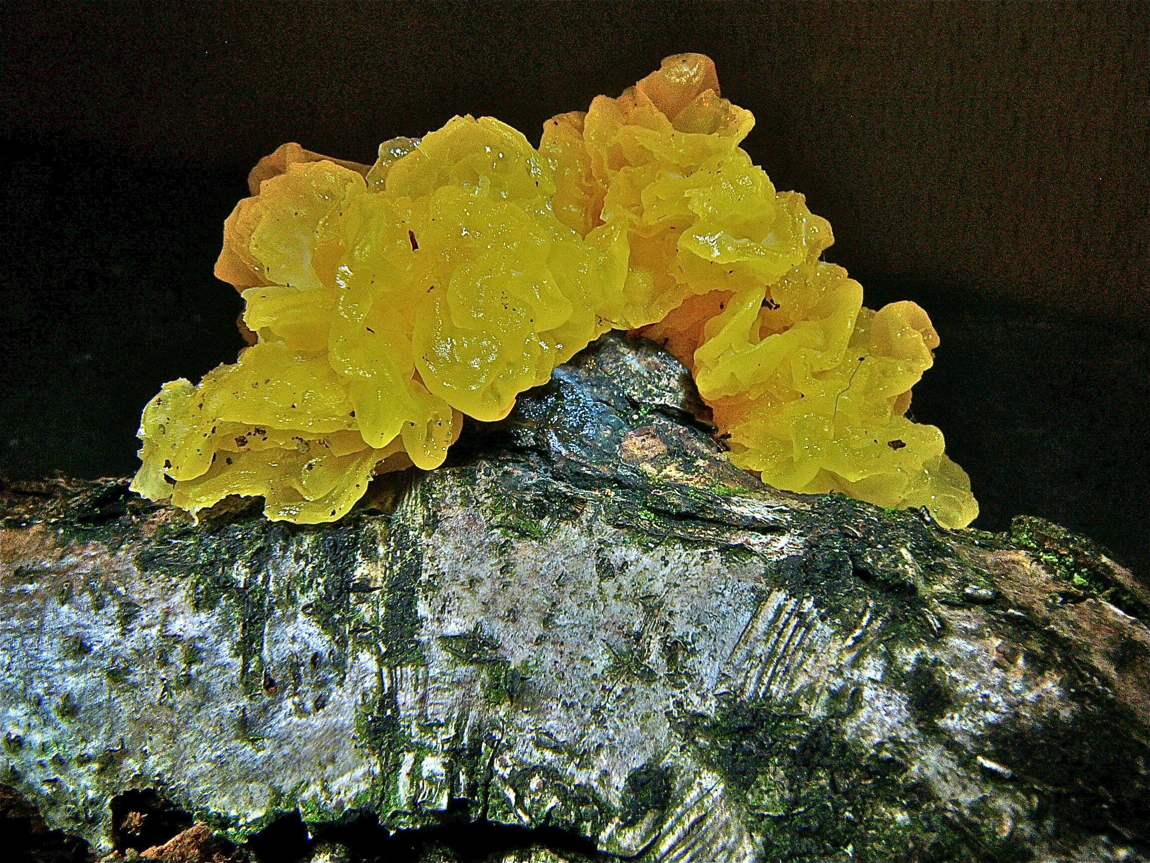 Image of Witches butter