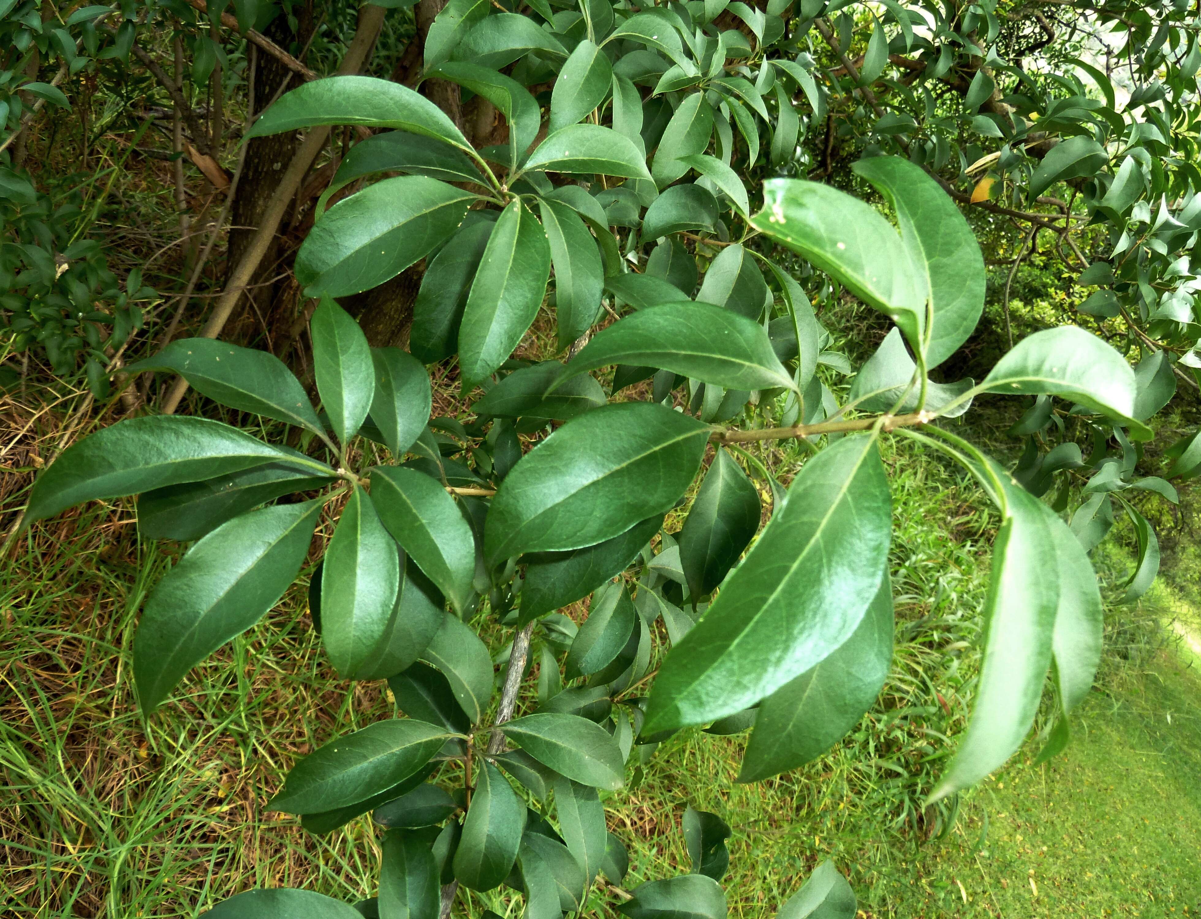 Imagem de Volkameria glabra (E. Mey.) Mabb. & Y. W. Yuan