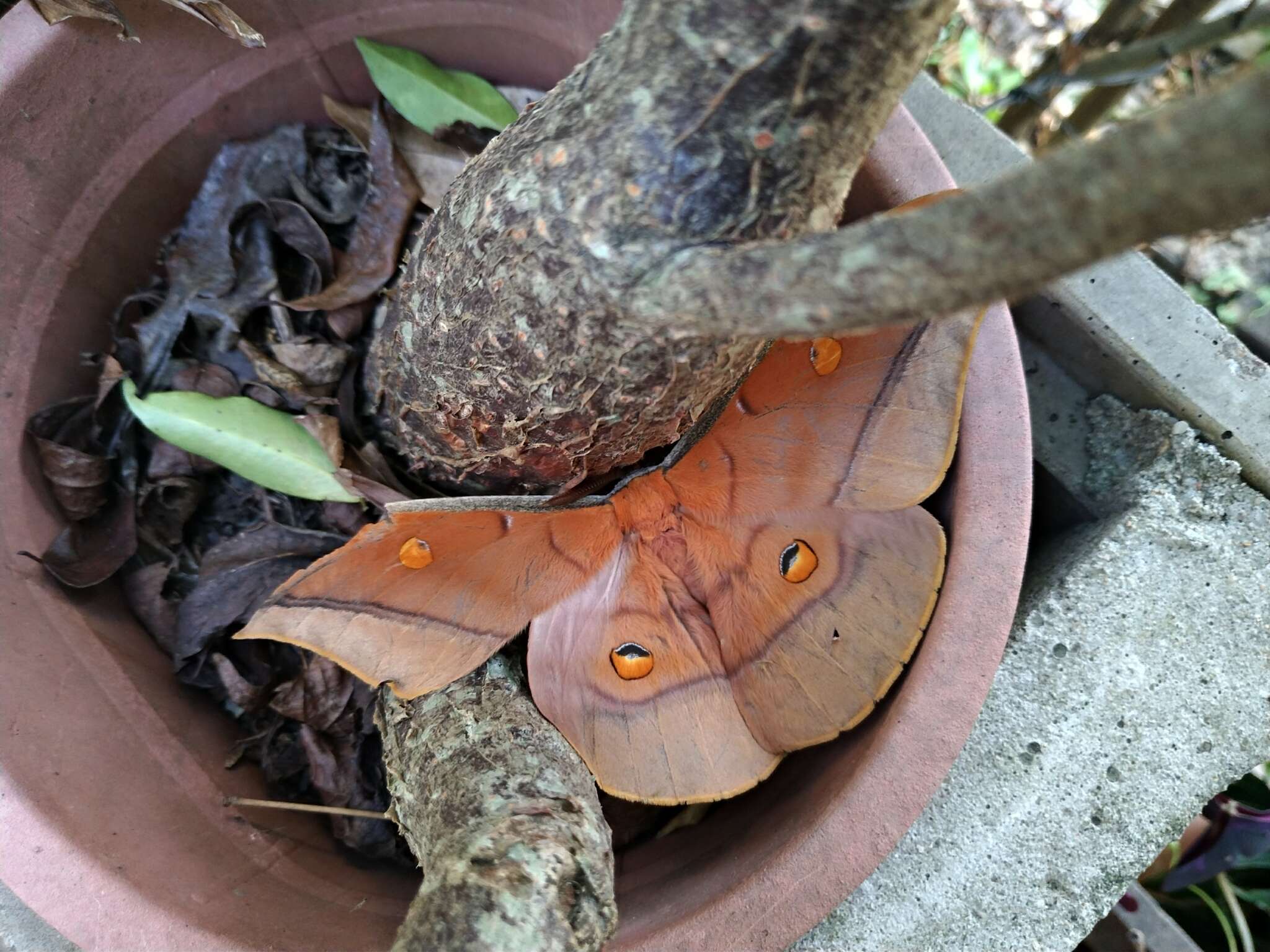 Image of Antheraea formosana Sonan 1937