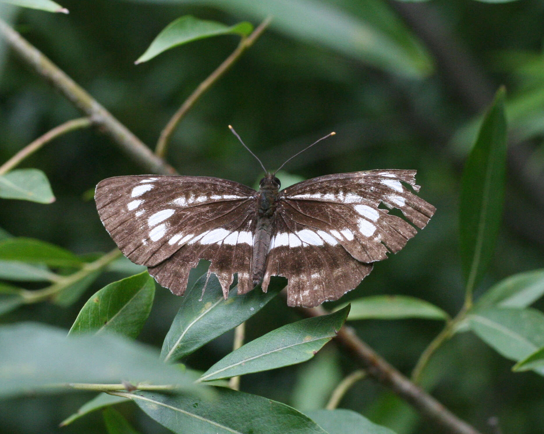 Image of <i>Neptis andetria</i>