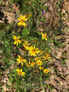 Image of golden ragwort