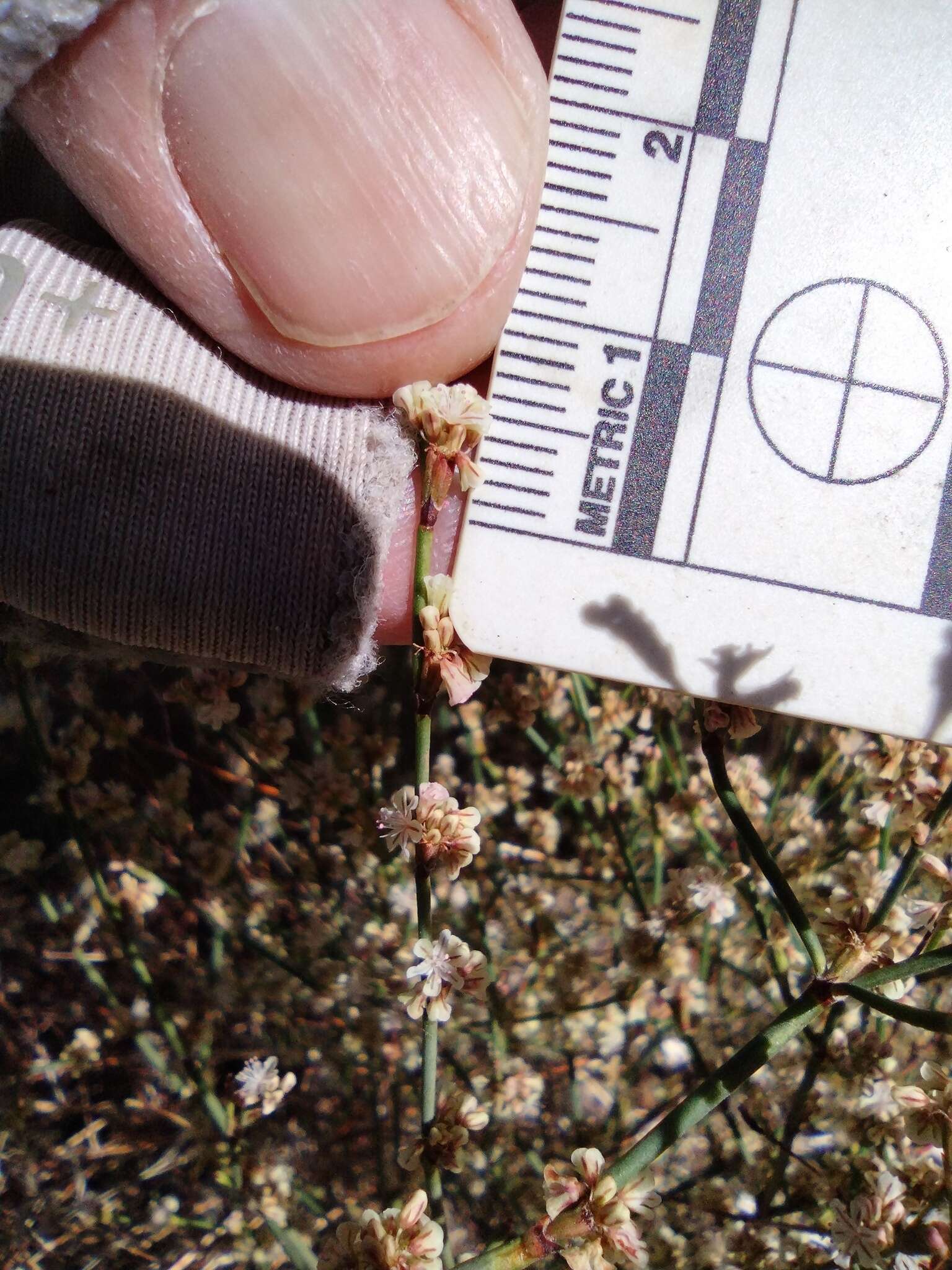 Image of Davidson's buckwheat