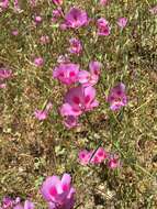 Imagem de Clarkia gracilis subsp. sonomensis (C. L. Bitchc.) F. H. Lewis & M. E. Lewis