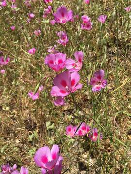 Image of Sonoma clarkia