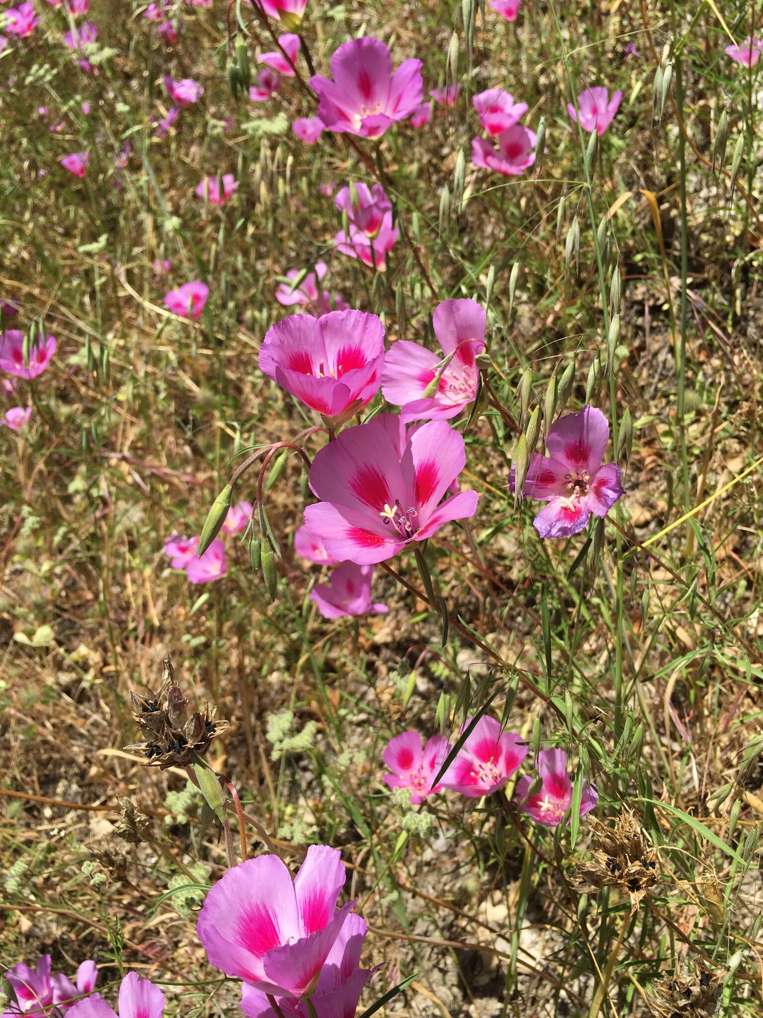 Imagem de Clarkia gracilis subsp. sonomensis (C. L. Bitchc.) F. H. Lewis & M. E. Lewis