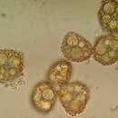 Image of <i>Microbryum <i>davallianum</i></i> var. davallianum