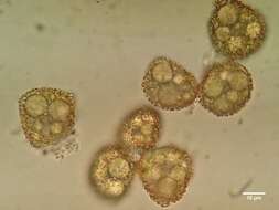 Image of <i>Microbryum <i>davallianum</i></i> var. davallianum
