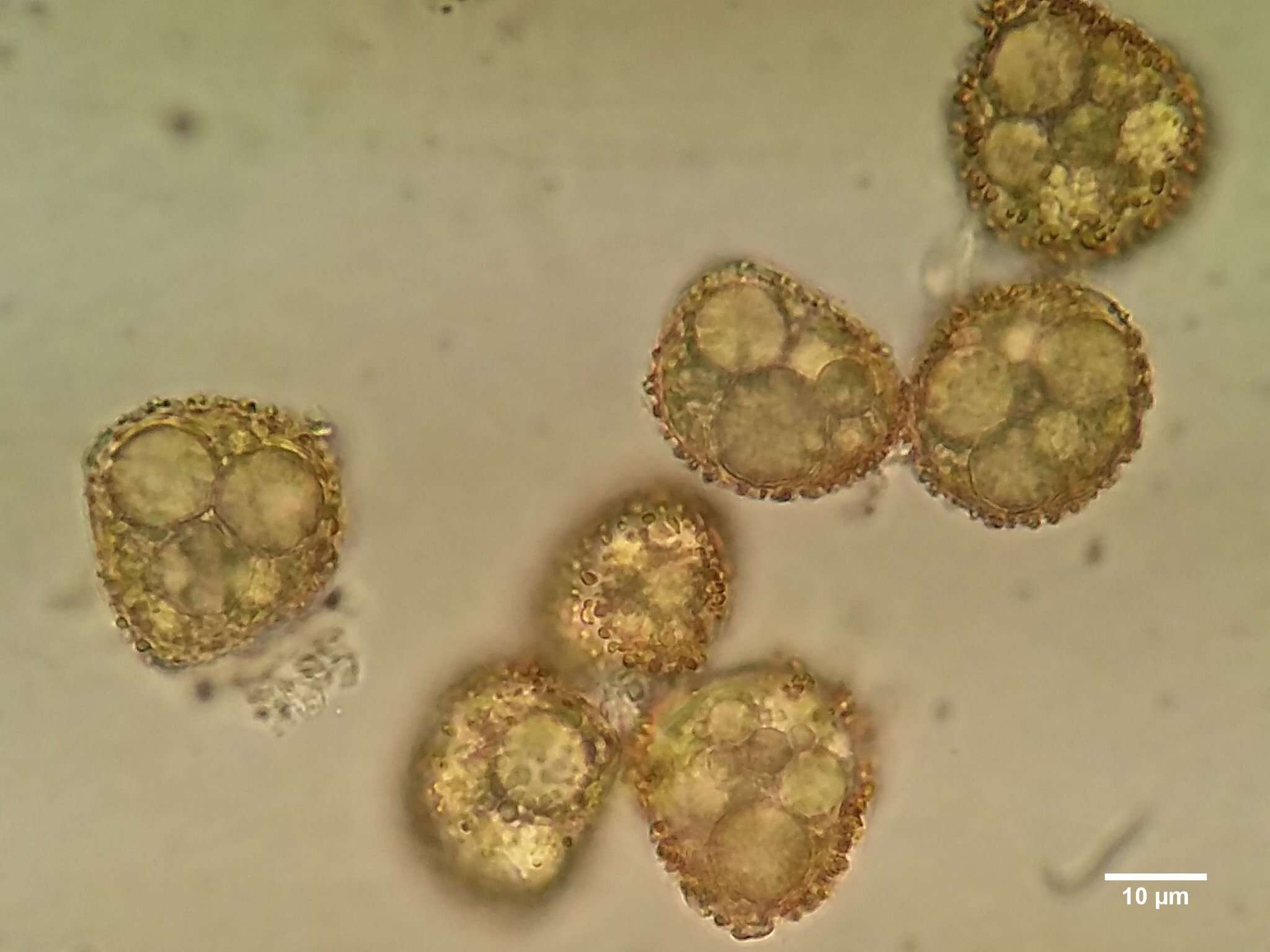 صورة <i>Microbryum <i>davallianum</i></i> var. davallianum