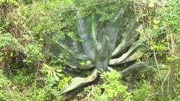 Image of Agave valenciana Cházaro & A. Vázquez