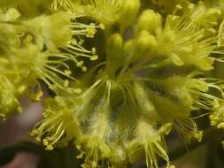 Image of Piper's golden buckwheat