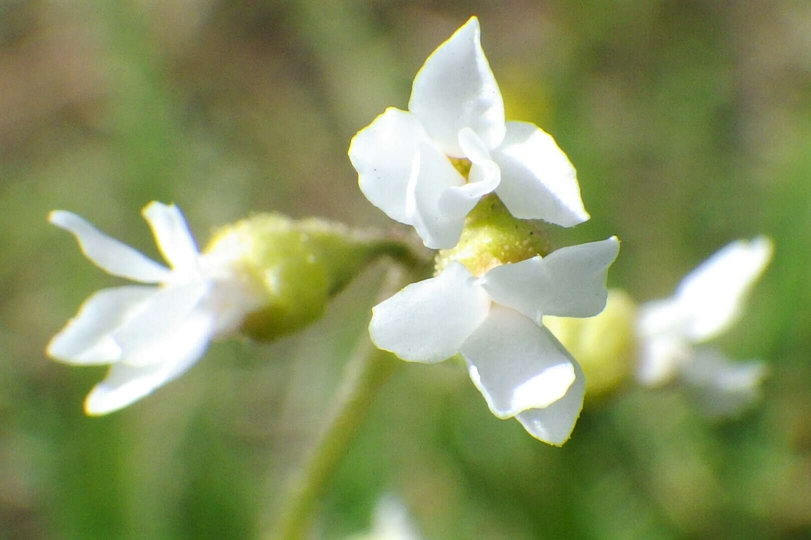 Image of conimitella