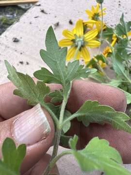 Imagem de Coreopsis queretarensis B. L. Turner