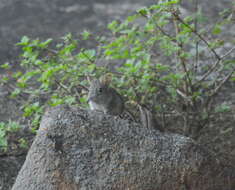 Image of Eastern Elephant-shrew